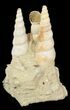 Beautiful Fossil Turritella Cluster - France #47970-1